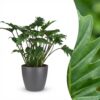 Philodendron - Philodendron Xanadu - Groen - Weinig onderhoud - met Potter Grijs