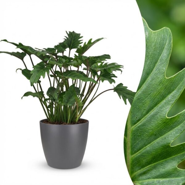 Philodendron - Philodendron Xanadu - Groen - Weinig onderhoud - met Potter Grijs