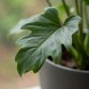 Philodendron - Philodendron Xanadu - Groen - Weinig onderhoud - met Potter Grijs