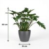 Philodendron - Philodendron Xanadu - Groen - Weinig onderhoud - met Potter Grijs