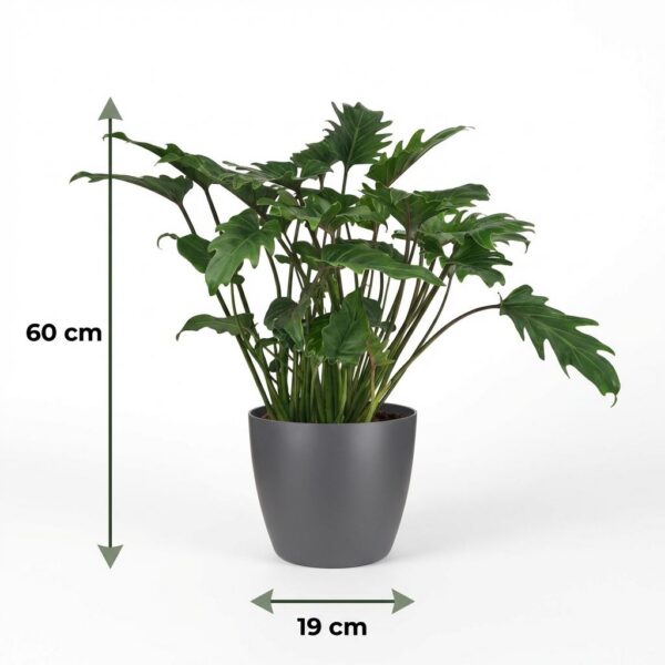 Philodendron - Philodendron Xanadu - Groen - Weinig onderhoud - met Potter Grijs