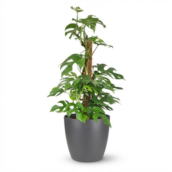 Mini Gatenplant - Monstera Minima Mosstok - Groen - Weinig onderhoud - met Potter Grijs