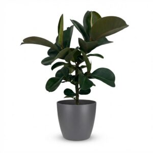 Rubberplant - Ficus Elastica Cloe - Groen - Weinig onderhoud - met Potter Grijs