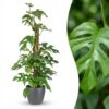 Mini Gatenplant - Monstera Minima Mosstok - Groen - Weinig onderhoud - met Potter Grijs