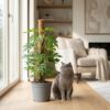 Mini Gatenplant - Monstera Minima Mosstok - Groen - Weinig onderhoud - met Potter Grijs