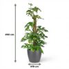 Mini Gatenplant - Monstera Minima Mosstok - Groen - Weinig onderhoud - met Potter Grijs