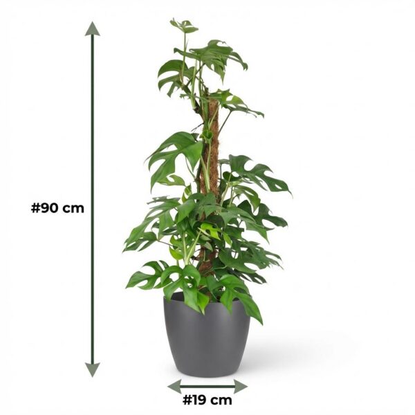 Mini Gatenplant - Monstera Minima Mosstok - Groen - Weinig onderhoud - met Potter Grijs