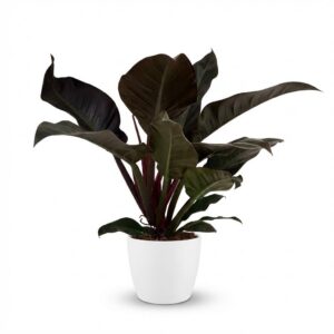 thumbnail_6000-35.jpg Philodendron - Philodendron Imperial Red - Rood - Weinig onderhoud - met Potter Wit