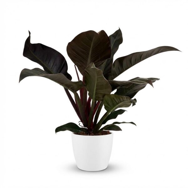 thumbnail_6000-35.jpg Philodendron - Philodendron Imperial Red - Rood - Weinig onderhoud - met Potter Wit