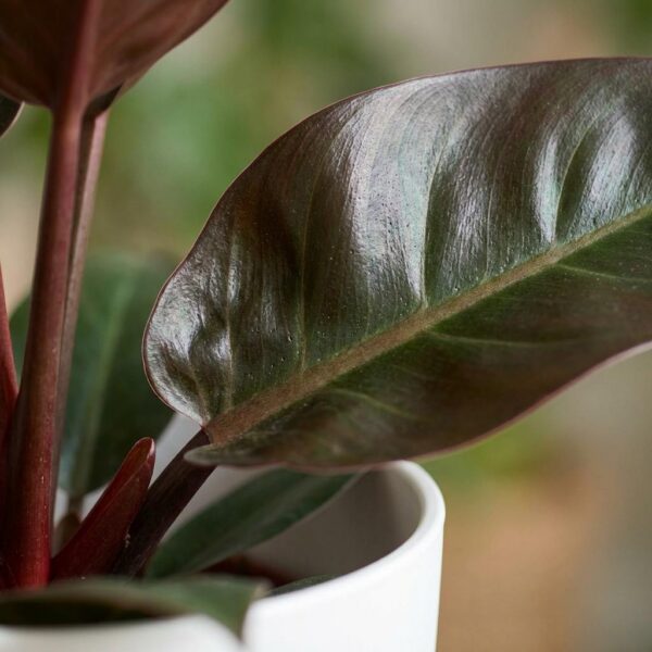 thumbnail_6000-38.jpg Philodendron - Philodendron Imperial Red - Rood - Weinig onderhoud - met Potter Wit
