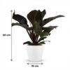 Philodendron - Philodendron Imperial Red - Rood - Weinig onderhoud - met Potter Wit
