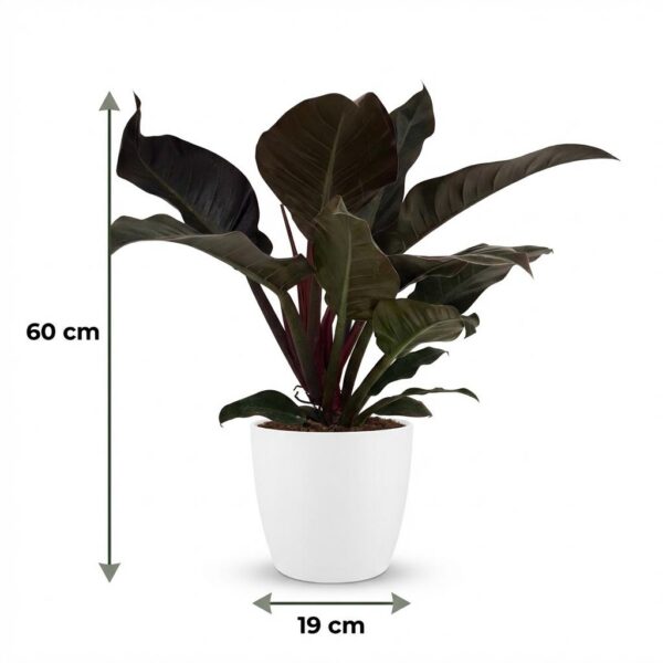 thumbnail_6000-39.jpg Philodendron - Philodendron Imperial Red - Rood - Weinig onderhoud - met Potter Wit