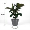 Rubberplant - Ficus Elastica Cloe - Groen - Weinig onderhoud - met Potter Grijs