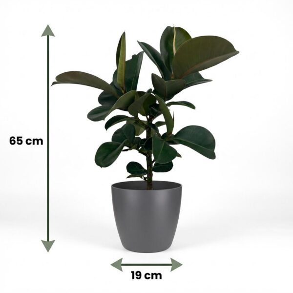 Rubberplant - Ficus Elastica Cloe - Groen - Weinig onderhoud - met Potter Grijs