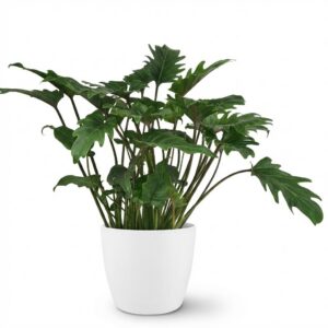 thumbnail_6000-40.jpg Philodendron - Philodendron Xanadu - Groen - Weinig onderhoud - met Potter Wit