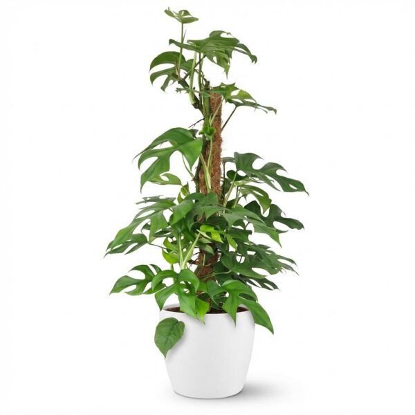 thumbnail_6000-45.jpg Mini Gatenplant - Monstera Minima Mosstok - Groen - Weinig onderhoud - met Potter Wit