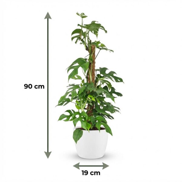 thumbnail_6000-49.jpg Mini Gatenplant - Monstera Minima Mosstok - Groen - Weinig onderhoud - met Potter Wit