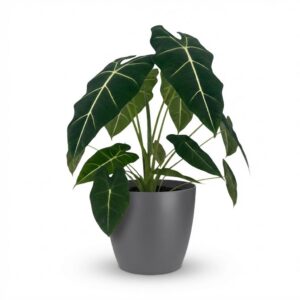 Olifantsoor - Alocasia Frydek - Groen - Weinig onderhoud - met Potter Grijs