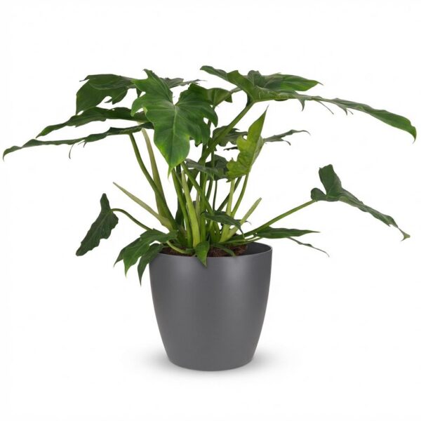 thumbnail_6000-50.jpg Philodendron - Philodendron Lacerum - Groen - Weinig onderhoud - met Potter Grijs
