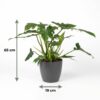 Philodendron - Philodendron Lacerum - Groen - Weinig onderhoud - met Potter Grijs