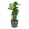 Gatenplant - Monstera Deliciosa mosstok - Groen - Weinig onderhoud - met Potter Grijs