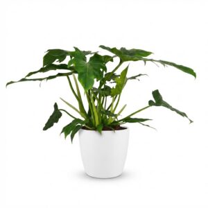 thumbnail_6000-60.jpg Philodendron - Philodendron Lacerum - Groen - Weinig onderhoud - met Potter Wit