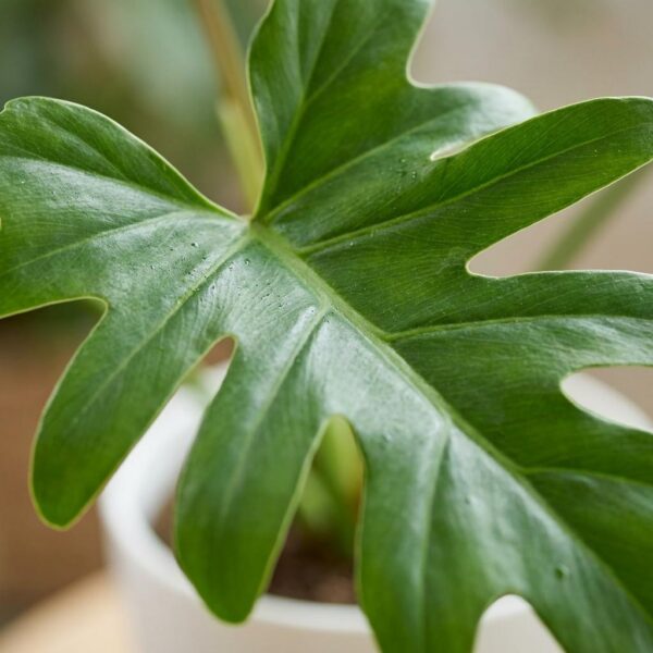 thumbnail_6000-63.jpg Philodendron - Philodendron Lacerum - Groen - Weinig onderhoud - met Potter Wit