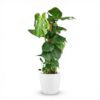 Gatenplant - Monstera Deliciosa mosstok - Groen - Weinig onderhoud - met Potter Wit