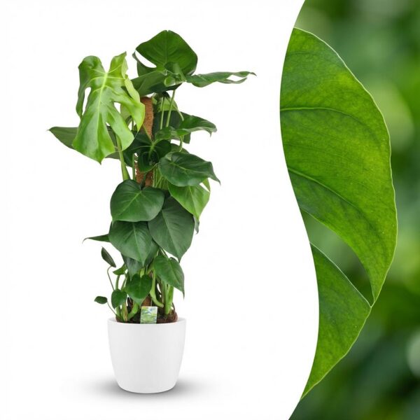 thumbnail_6000-66.jpg Gatenplant - Monstera Deliciosa mosstok - Groen - Weinig onderhoud - met Potter Wit