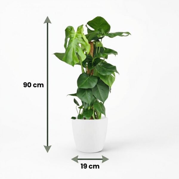 thumbnail_6000-69.jpg Gatenplant - Monstera Deliciosa mosstok - Groen - Weinig onderhoud - met Potter Wit