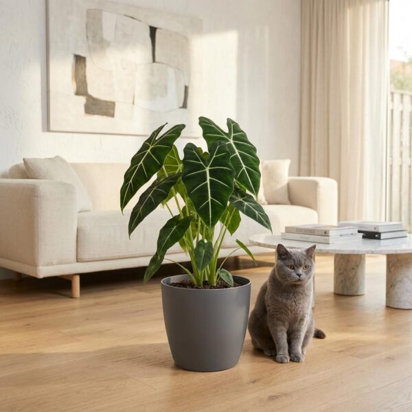 Olifantsoor - Alocasia Frydek - Groen - Weinig onderhoud - met Potter Grijs