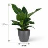 Philodendron - Philodendron Imperial Green - Groen - Weinig onderhoud - met Potter Grijs