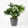 Philodendron - Philodendron Lickety split - Groen - Weinig onderhoud - met Potter Grijs