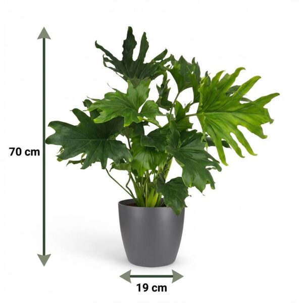 thumbnail_6000-79.jpg Philodendron - Philodendron Lickety split - Groen - Weinig onderhoud - met Potter Grijs