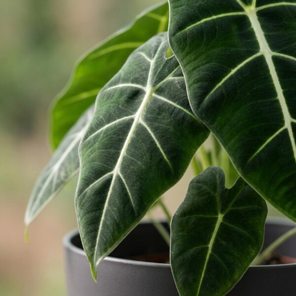 Olifantsoor - Alocasia Frydek - Groen - Weinig onderhoud - met Potter Grijs