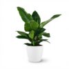 Philodendron - Philodendron Imperial Green - Groen - Weinig onderhoud - met Potter Wit