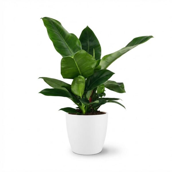 thumbnail_6000-80.jpg Philodendron - Philodendron Imperial Green - Groen - Weinig onderhoud - met Potter Wit