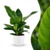 Philodendron - Philodendron Imperial Green - Groen - Weinig onderhoud - met Potter Wit