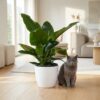 Philodendron - Philodendron Imperial Green - Groen - Weinig onderhoud - met Potter Wit