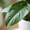 Philodendron - Philodendron Imperial Green - Groen - Weinig onderhoud - met Potter Wit
