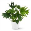 Philodendron - Philodendron Lickety split - Groen - Weinig onderhoud - met Potter Wit