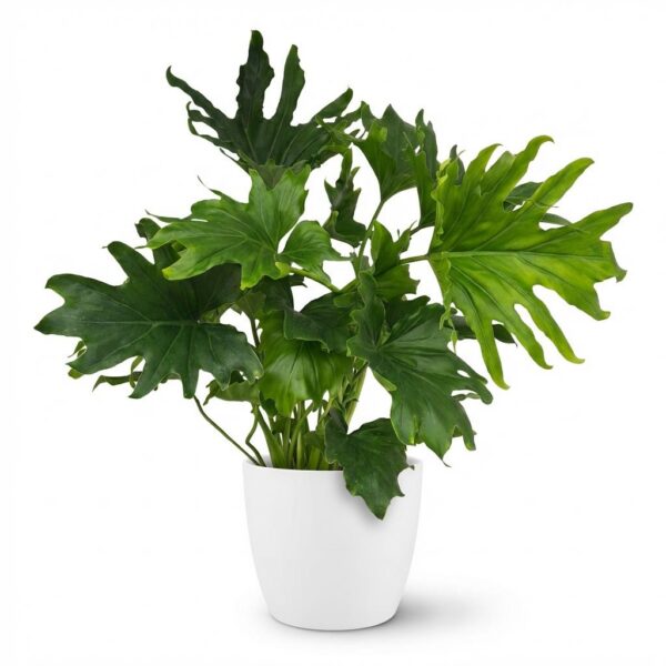 Philodendron - Philodendron Lickety split - Groen - Weinig onderhoud - met Potter Wit