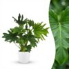 Philodendron - Philodendron Lickety split - Groen - Weinig onderhoud - met Potter Wit