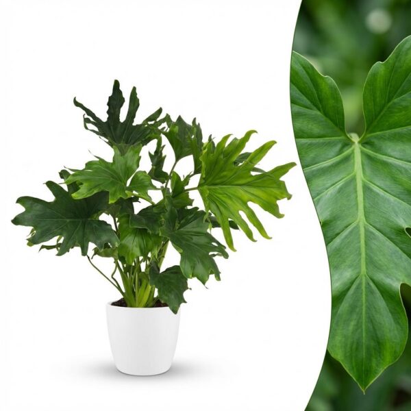 Philodendron - Philodendron Lickety split - Groen - Weinig onderhoud - met Potter Wit