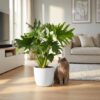 Philodendron - Philodendron Lickety split - Groen - Weinig onderhoud - met Potter Wit
