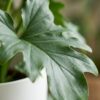 Philodendron - Philodendron Lickety split - Groen - Weinig onderhoud - met Potter Wit
