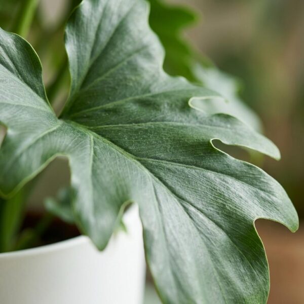 Philodendron - Philodendron Lickety split - Groen - Weinig onderhoud - met Potter Wit
