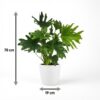 Philodendron - Philodendron Lickety split - Groen - Weinig onderhoud - met Potter Wit
