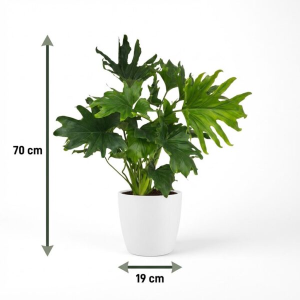 Philodendron - Philodendron Lickety split - Groen - Weinig onderhoud - met Potter Wit