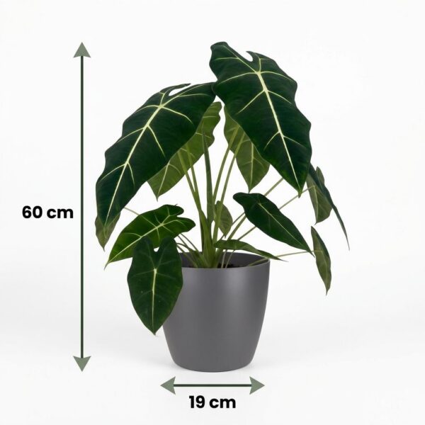 Olifantsoor - Alocasia Frydek - Groen - Weinig onderhoud - met Potter Grijs